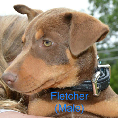 Fletcher