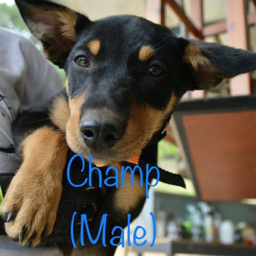 Champ