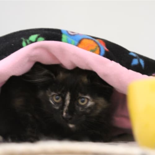 Coco
