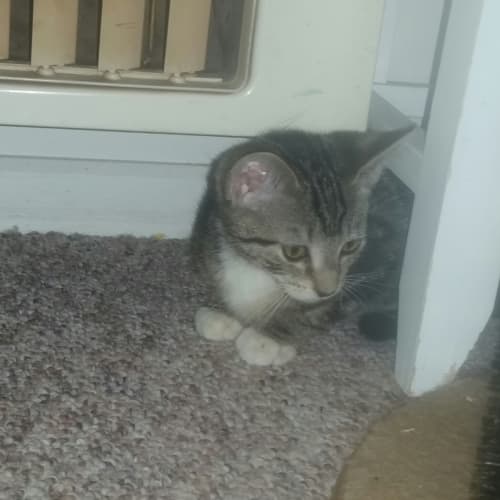 Muffin
