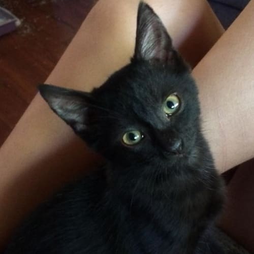 Kuro
