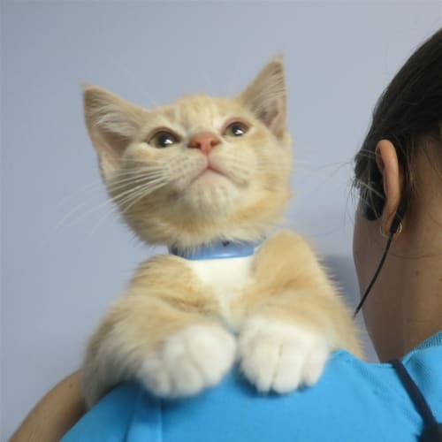 Marmalade