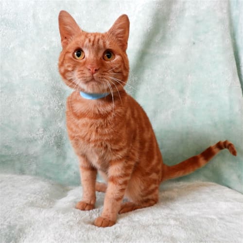 Gilbert