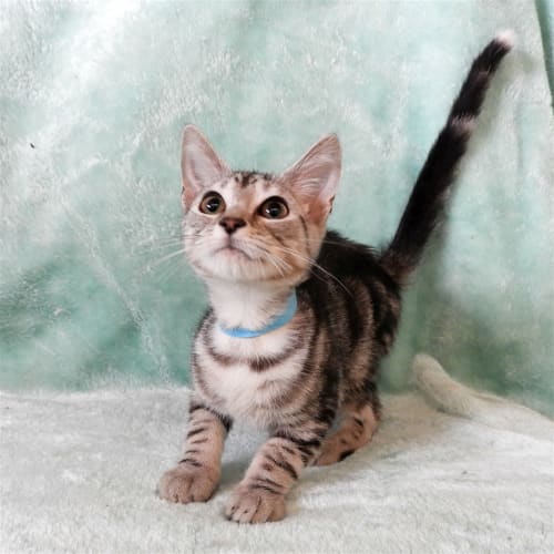 Benji