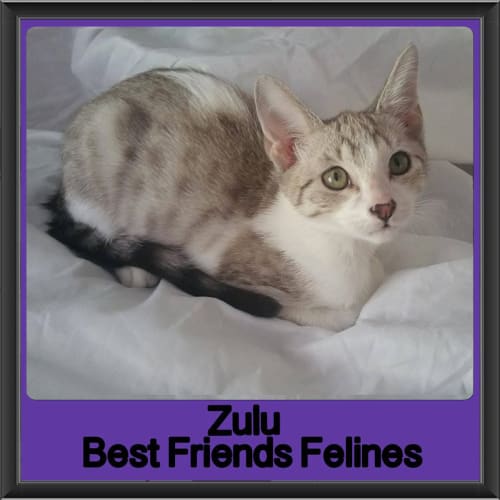 Zulu