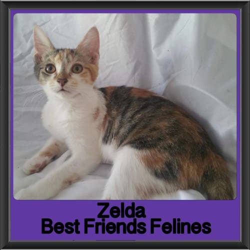 Zelda