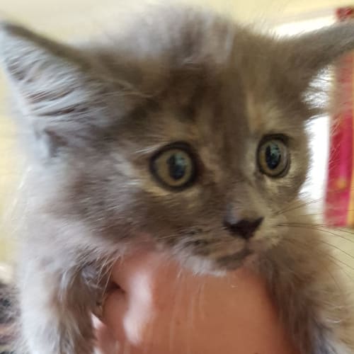 Chloe