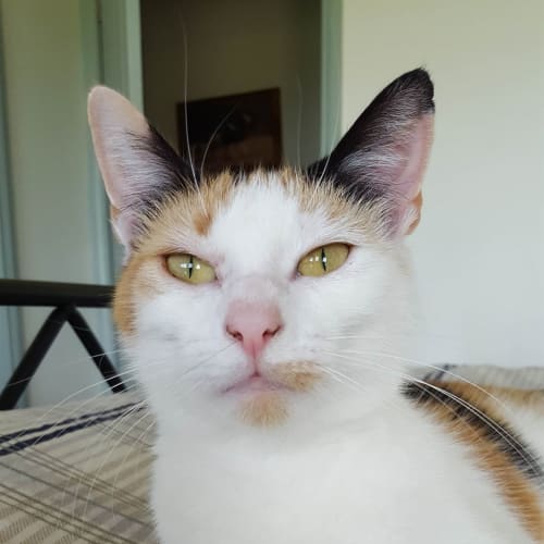 Penny