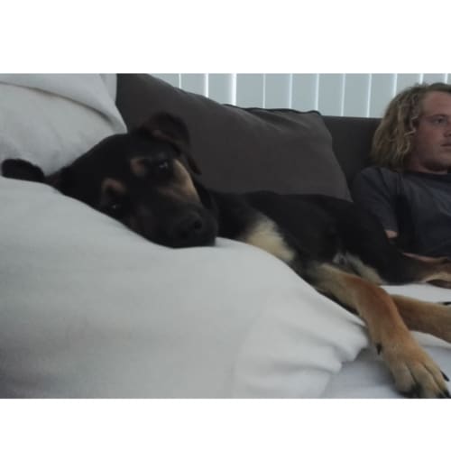 Daisy ~ Kelpie X (on trial 21/1/2018))