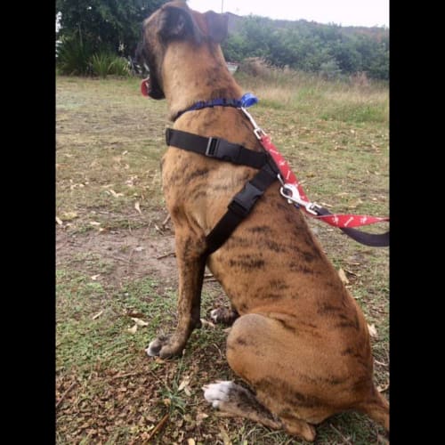 Roxy ~ 11 month old Mastiff x 