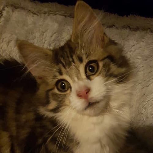 Hansel **2nd Chance Cat Rescue**