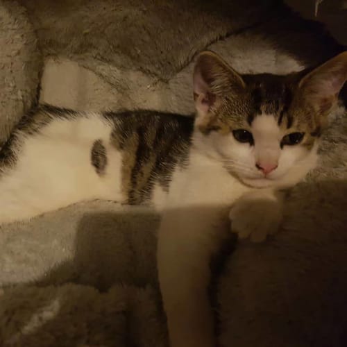 Miss Gretel  **2nd Chance Cat Rescue**