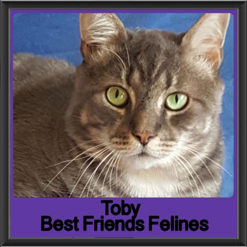Toby