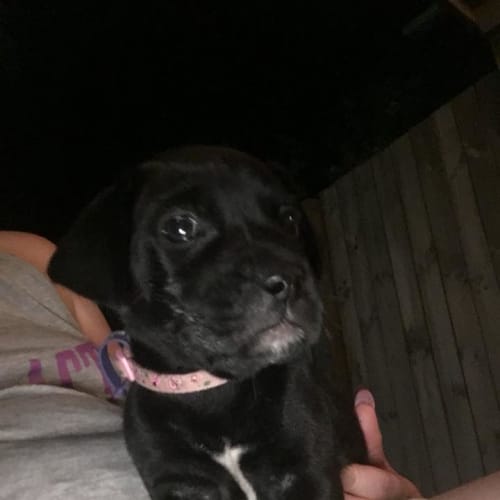 Luna **Adoption Pending**
