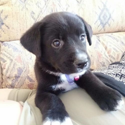 Fredrick **Adoption Pending**
