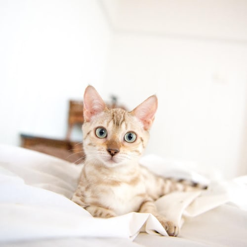 Audrey