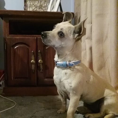 Yindi
