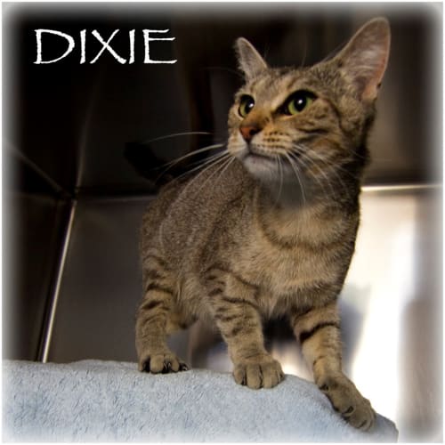 Dixie