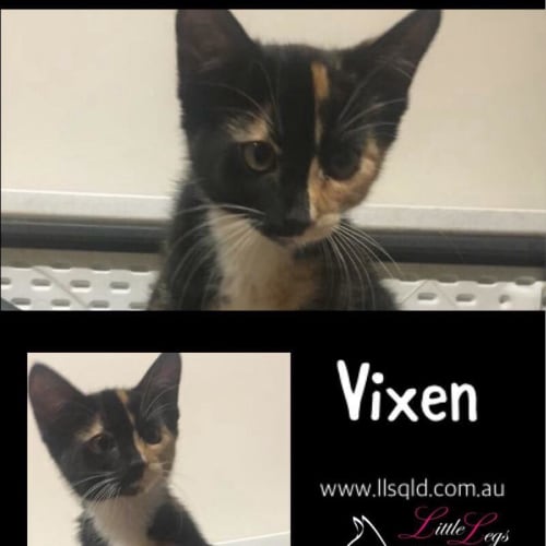 Vixen