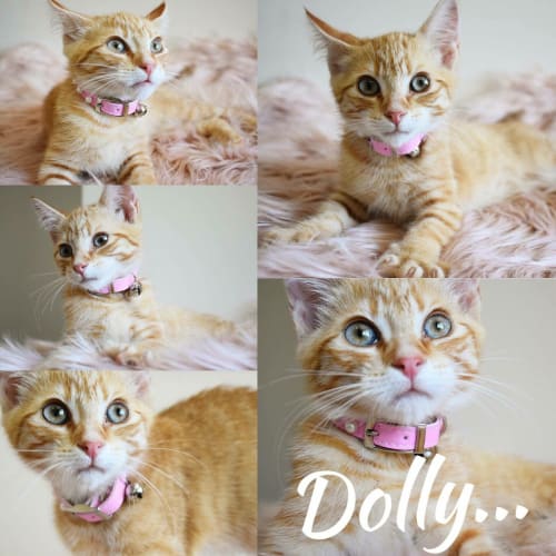 Dolly