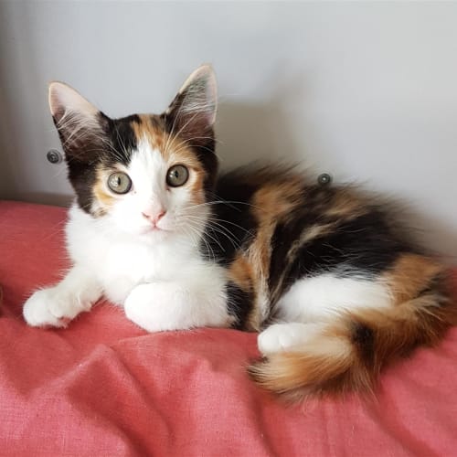 Little Puss