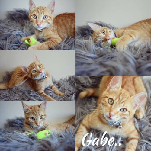 Gabe
