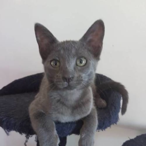 Winston