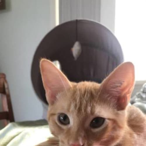 TJ