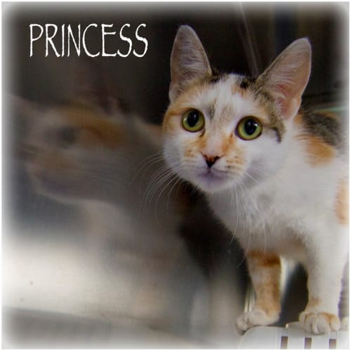 Princess