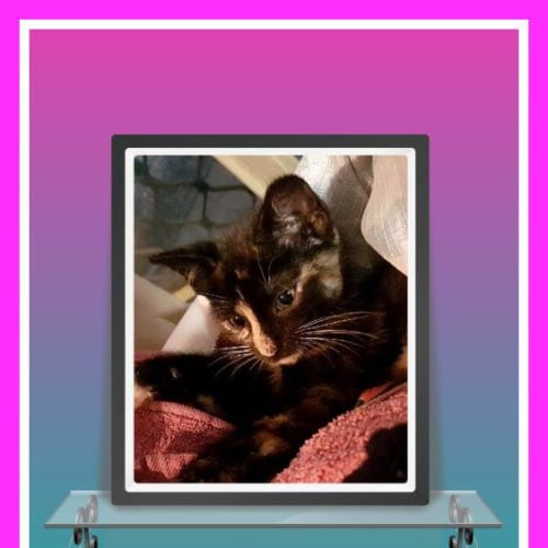 Fifi