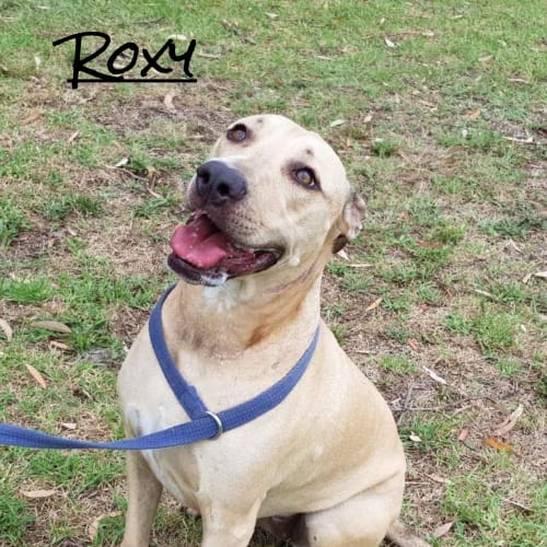 Roxy