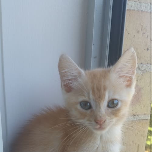 Kit Kat