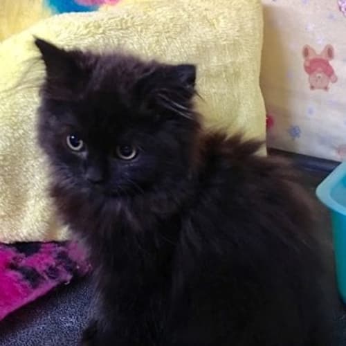 Miss Ladybug **2nd Chance Cat Rescue**