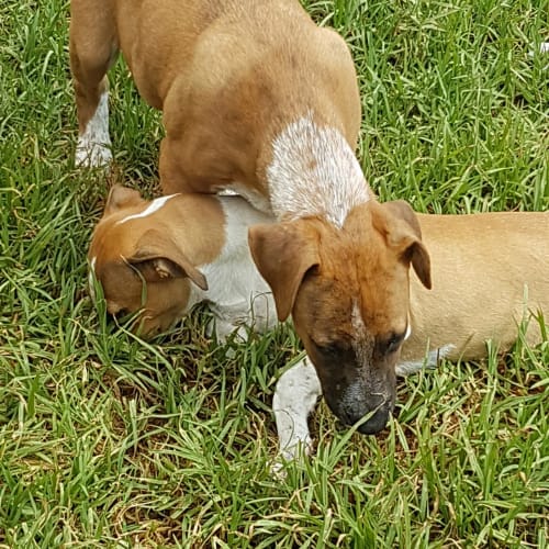 Heeler x pups
