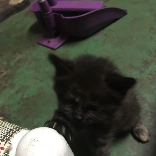 Elsie