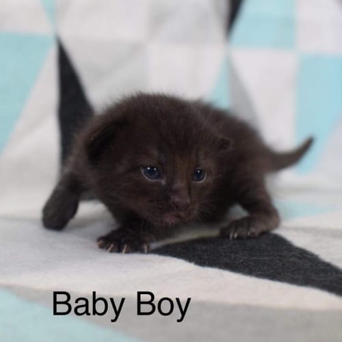Kitty McKittyface