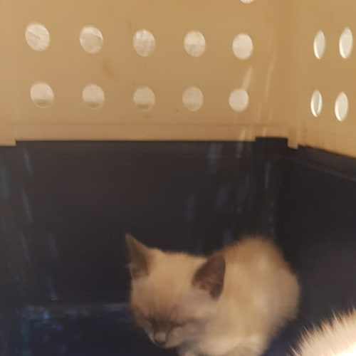 Milo