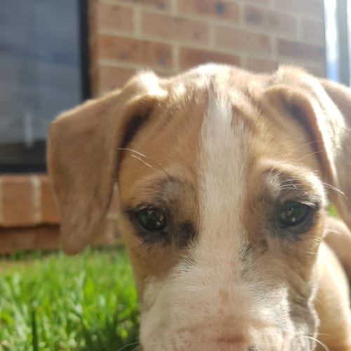 Levi