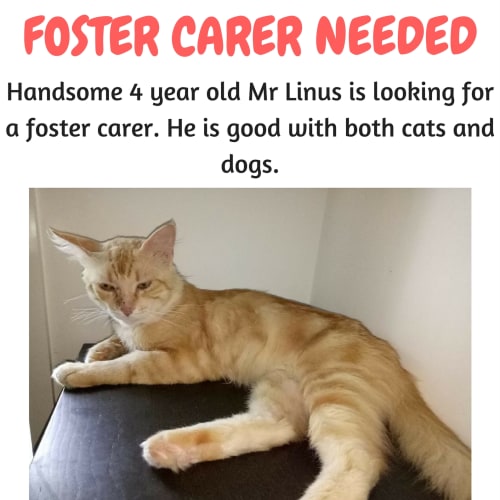 Linus Looking For A Foster Carer