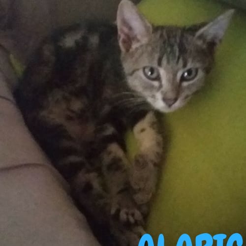 Alaric