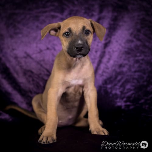 Frankie ~ Mastiff x puppy (on trial 21/1/18)