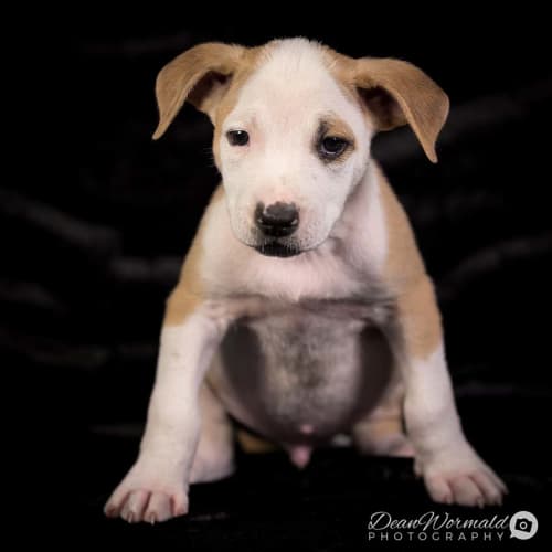 Pheonix ~ Mastiff x puppy (on trial 24/1/2018)