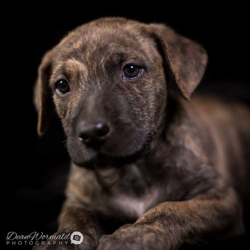 Freddo ~ Mastiff x puppy (on trial 4/2/2018)