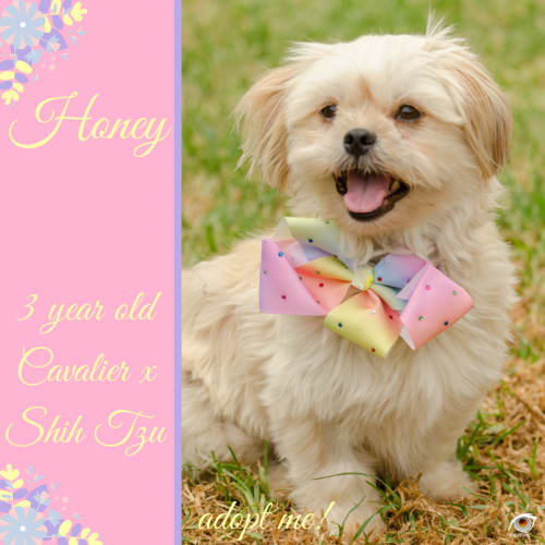 Honey ~ Cavalier x Shih Tzu (on trial 7/2/2018)