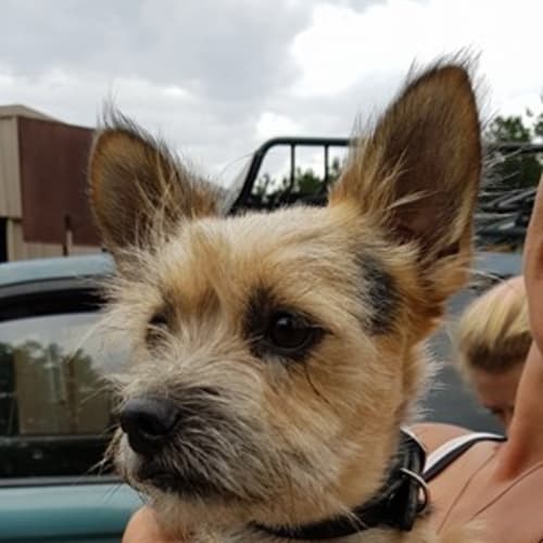 Bert
