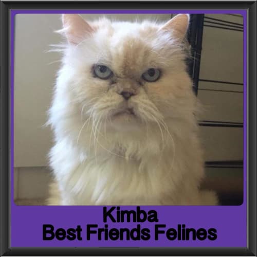Kimba 