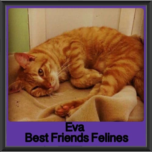 Eva