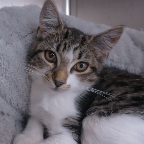 Mittens
