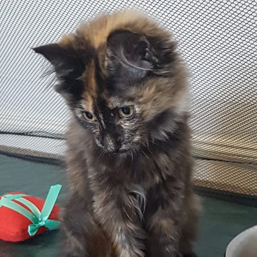 Ella **2nd Chance Cat Rescue**