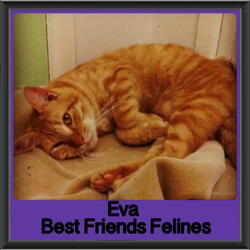 Eva